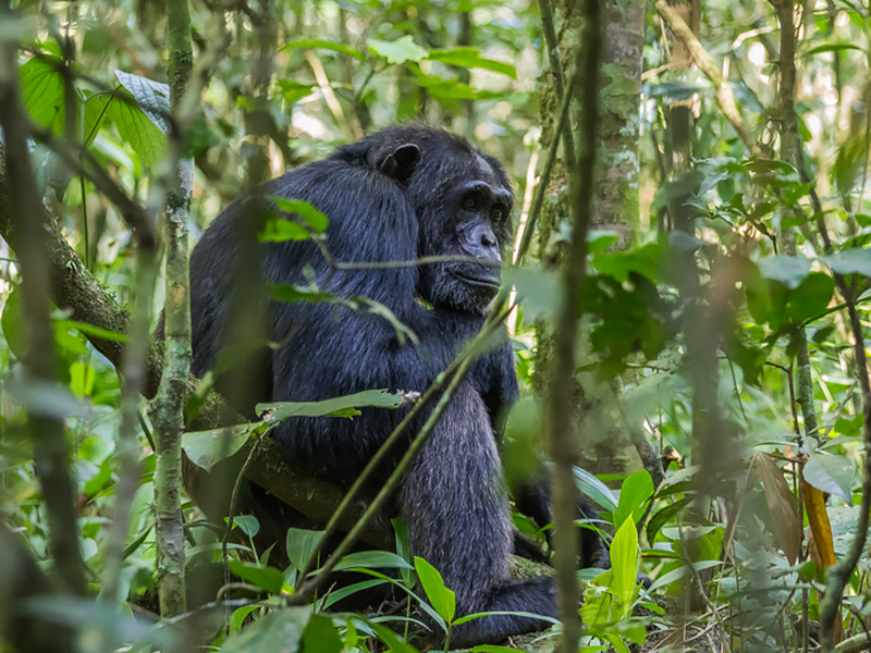 13-kibale-bigodi-chimp-walk-13-4726 - Gorillatours.com