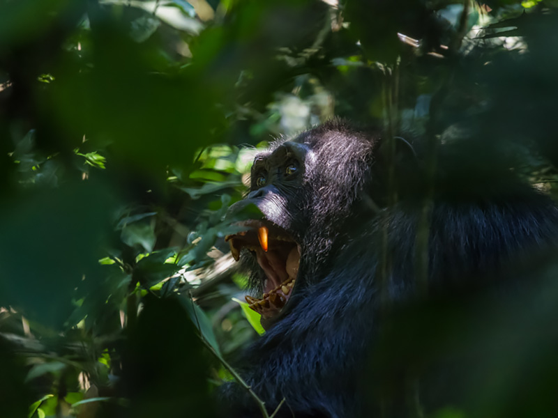 14-kibale-bigodi-chimp-walk-14-4889 - Gorillatours.com