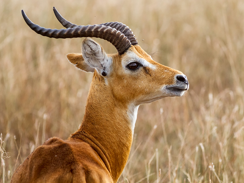 Game drive 6. The life of a male Uganda kob is stressful ...