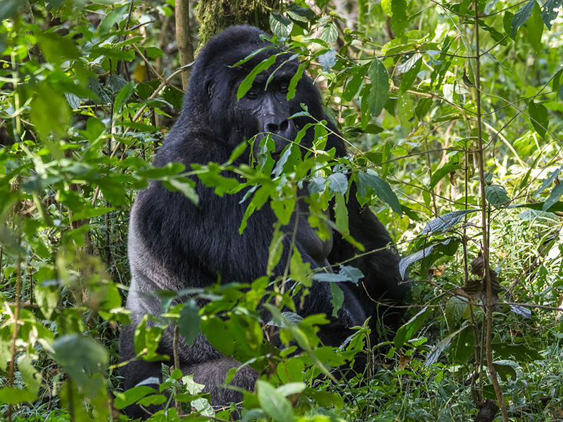 Gorilla tracking 11. Nshongi, the then 25-year-old dominant silverback ...