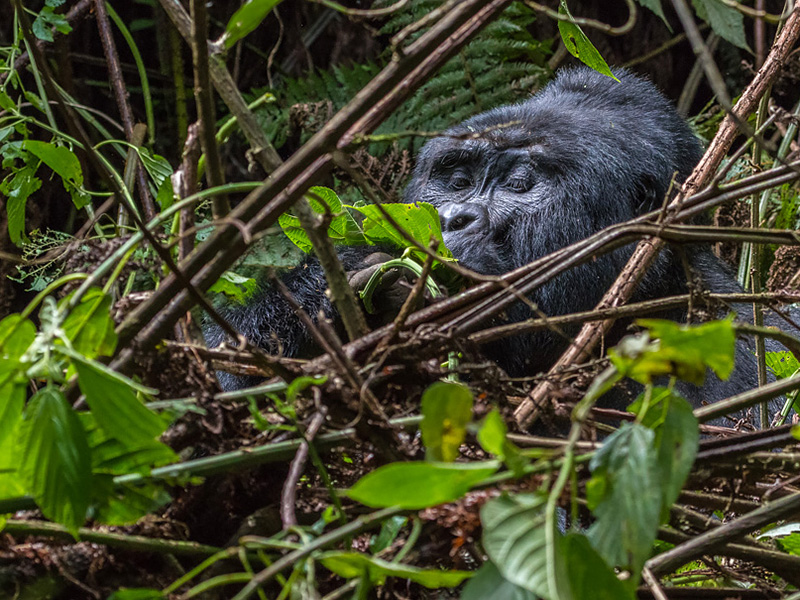 Gorilla tracking 19. Only males have a sagittal crest to which the ...