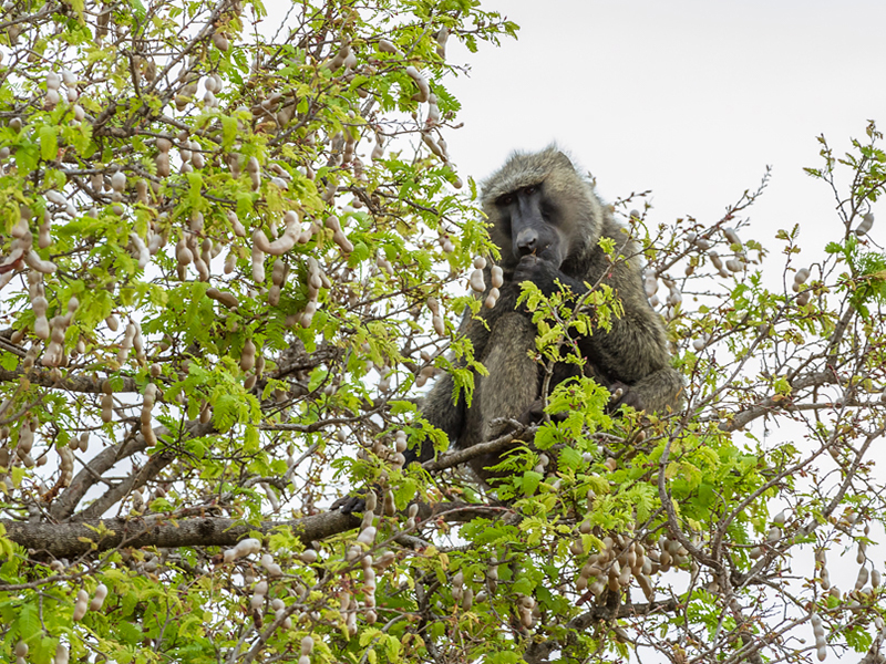 Ostriches and hot springs 3. This olive baboon indulges in the ripe ...