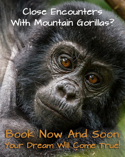 gorilla trek uganda tour